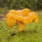 Chanterelle de aur - icre proaspete (miceliu) - pachet mai mare - 