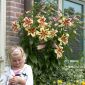 Giglio - Lavon - Lilium