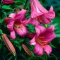 Lilium, Lilie Pink Perfection