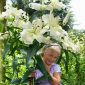 Tree Lily Lilium Pretty Women