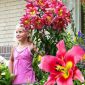 Baumlilie Lilium Satisfaction