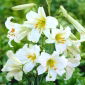 Lilium, Lilie Regale Album