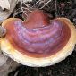 Ganoderma lucidum-Reishi - 