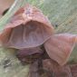 Oreille de Judas - Auricularia auricula-judae