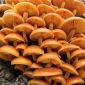 Enokitake, enoki, futu; 황금 바늘 버섯, Futu 버섯, 백합 버섯, 해산물 버섯, 겨울 버섯, 겨울 곰팡이, 벨벳 발, 벨벳 줄기, 벨벳 생크 - Flammulina velutipes