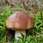 Barna gyűrűstinóru - Micélium - Suillus luteus