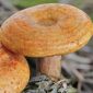 Ízletes rizike - Micélium - Lactarius deliciosus