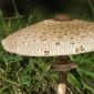 Nagy őzlábgomba - 3 kg - Macrolepiota procera