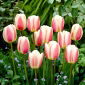 チューリップビューティフルワールド - チューリップビューティフルワールド -  5球根 - Tulipa Beau Monde