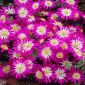 Oosterse anemoon - Pink Star - pakket van 8 stuks - Anemone blanda