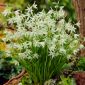 Ornithogalum Nutans - Betlémská hvězda Nutans - 10 květinové cibule