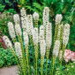 Beyaz Blazing Star, Gayfeather tohumları - Liatris spicata - 150 tohumlar