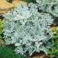 Gråblad - Cineraria maritima - Sølvbregne elegance, stråler i solen - Friske frø