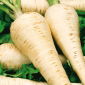 Parsnip - Półdługi Biały (Halflong White) - Hardy Roots, Perfect for Cold Storage - Fresh Seeds