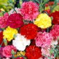 Trädgårdsnejlika - blandning - Dianthus caryophyllus - Doftande blommor i rika färger - Färska frön