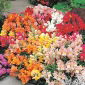 Частолюбний - низькорослий сорт - 3700 насіння - Antirrhinum majus nanum