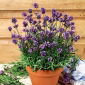 Home Garden - Lavendel "Munstead Stamme" - til indendørs og balkon dyrkning; smalbladet lavendel, have lavendel, engelsk lavendel - 200 frø - Lavandula angustifolia