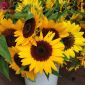 Solros - Amor - Helianthus annuus - frön
