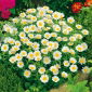 Vit låg prästkrage - Chrysanthemum paludosum - Charmigt vitt täcke för rabatter och gångar - Färska frön