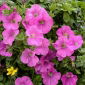 Petunia Grandiflora - rosa - 80 semi - Petunia x hybrida