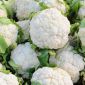 Bloemkool - Igloo - 50 zaden - Brassica oleracea L. var.botrytis L.