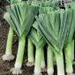 Prei - Herbstriesen 2 - 320 zaden - Allium ampeloprasum L.