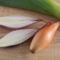 Onion "Icicle" - elongated bulbs - 500 seeds