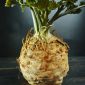 Selleri - Dolvi - 900 frön - Apium graveolens