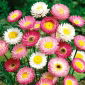 Acroclinium Roseum - variada - Helipterum roseum - Tallos delicados, perfectos para secar - Semillas frescas