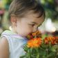 Happy Garden - "Cosmic Tagetes" - Samen, mit denen Kinder wachsen können! - 315 Samen