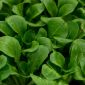 Baby Leaf - Chichorium intybus - Endive - 972 semillas - Zuccherina di Trieste