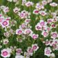 Maiden roza - belo-rdeče rože - 2250 semen - Dianthus deltoides - semena