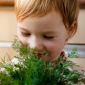 Happy Garden - "Dill  with skill"  - Seeds that children can grow! - 2430 seeds