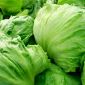 Alface Iceberg - Kinga - Lactuca sativa L.  - sementes