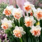 Double daffodil "Extravaganza" - 5 ชิ้น - 
