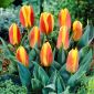 Lavvoksende rødgul tulipan - Greigii rødgul - 5 stk.