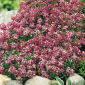 Silkedodre - rosa - 1750 frø - Lobularia maritima