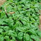 Spinach Giant Winter benih - Spinacia oleracea - 800 biji - Spinacia oleracea L.