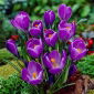Sáfrány Remembrance - csomag 10 darab - Crocus Remembrance