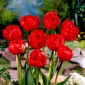 Tulipe Miranda - paquet de 5 pièces - Tulipa Miranda