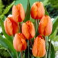 Tulipa Orange - Tulip Orange - 5 soğan
