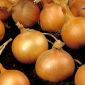Ajuin - Kristine - 750 zaden - Allium cepa L.