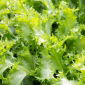 Endivia "Baby Leaf" variedad mix - 900 semillas - 