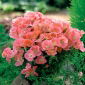 Godetia grandiflora - 1350 frön - Orange Glory