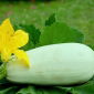 Marrow "Kveta"