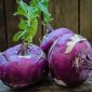 Colinabo - Delikates Blauer - 520 semillas - Brassica oleracea var. Gongylodes L.