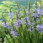 Camassia albastru - 2 bulbi
