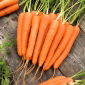 เมล็ดแครอท Lenka - Daucus carota - 4250 เมล็ด - Daucus carota ssp. sativus 