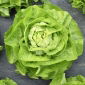 Salat Hoved - Bona - 900 frø - Lactuca sativa L. var. Capitata