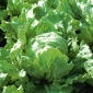 Bataviasallat - Olimp - behandlade frön - 990 frön - Lactuca sativa L. var. Capitata
